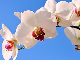 高市早苗执政将给日本经济带来什么影响